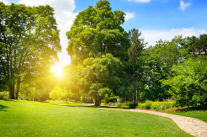 Image of Trees on a Sunny Day